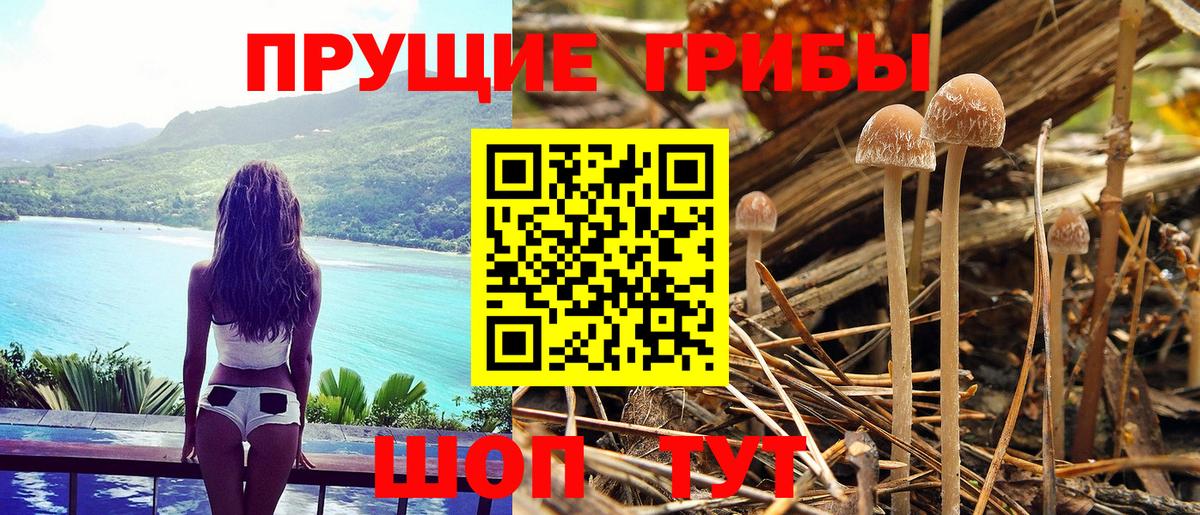 Псилоцибиновые грибы Psilocybine cubensis Карпинск